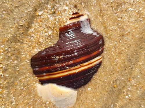 Pugilina morio observed 2025-05-14