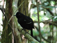 Pyriglena leucoptera