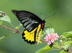 Troides minos