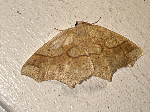 Oak Besma Moth photo 4