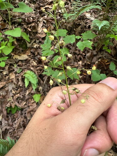 Carolina alumroot (Heuchera caroliniana)