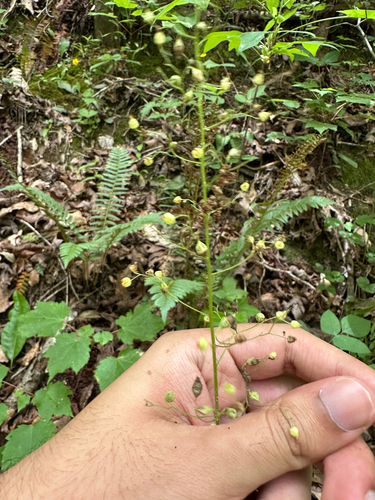 Heuchera caroliniana, photograph 4