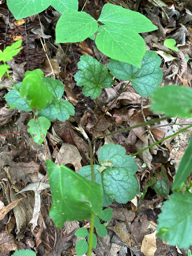 Heuchera caroliniana, photograph 5