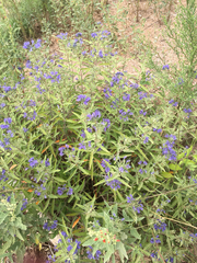 Caryopteris