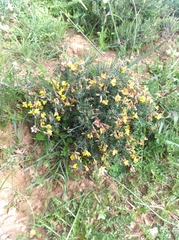 Lotononis densa densa