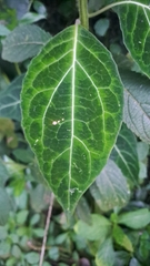 Mikania guaco, photograph (c) Mariana Simmonds, some rights reserved (CC BY)