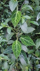 Mikania guaco, photograph (c) Mariana Simmonds, some rights reserved (CC BY)