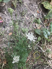 Daucus carota