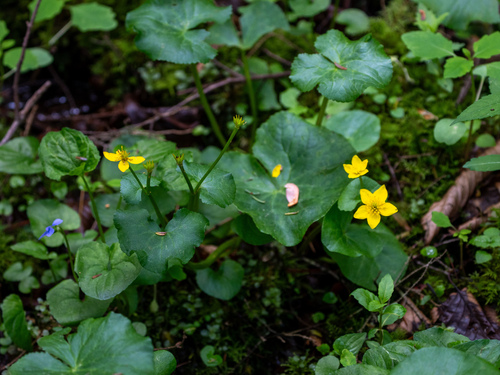 marsh marigold