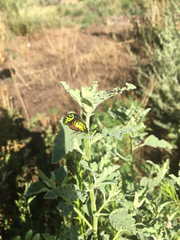 Calligrapha serpentina