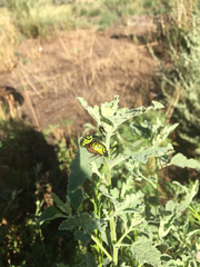 Calligrapha serpentina