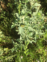 Calligrapha serpentina