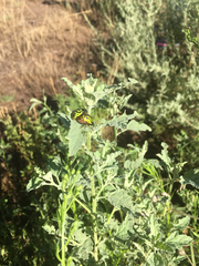 Calligrapha serpentina
