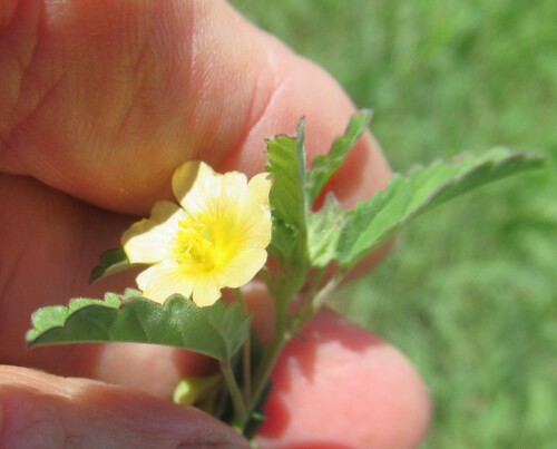 Spreading fanpetals (Sida abutilifolia)
