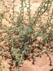 Salsola tragus