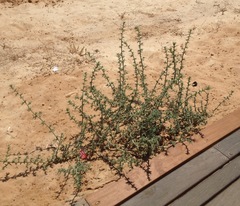 Salsola tragus
