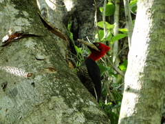 Campephilus robustus