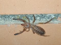 Gluvia dorsalis