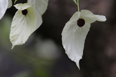 Davidia involucrata