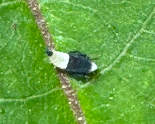 Scaphoideus incisus