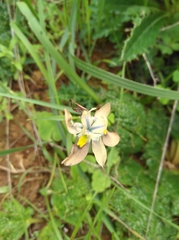 Moraea vegeta