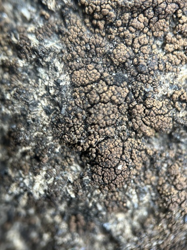 Drummond's rock pimple lichen