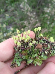 Asterella marginata