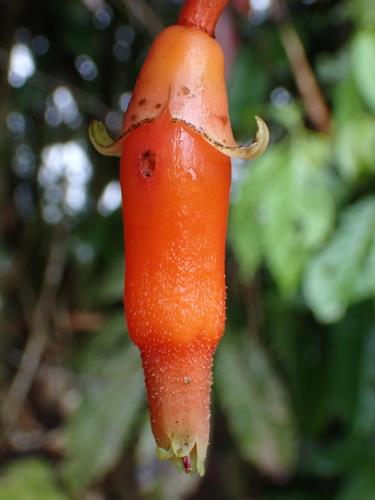 Psammisia ecuadorensis, 2025-01-11