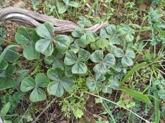 Oxalis strigosa