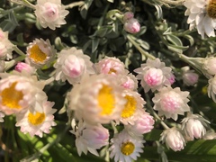 Syncarpha argyropsis