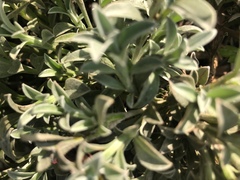 Syncarpha argyropsis