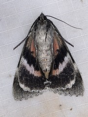 Catocala briseis