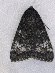 Catocala briseis