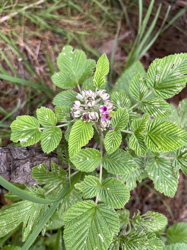 Rubus niveus observed 2025-05-18