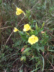 Oenothera pilosella