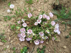 Drosanthemum hispifolium