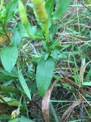 Oenothera pilosella