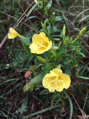 Oenothera pilosella