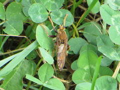 Asilus crabroniformis