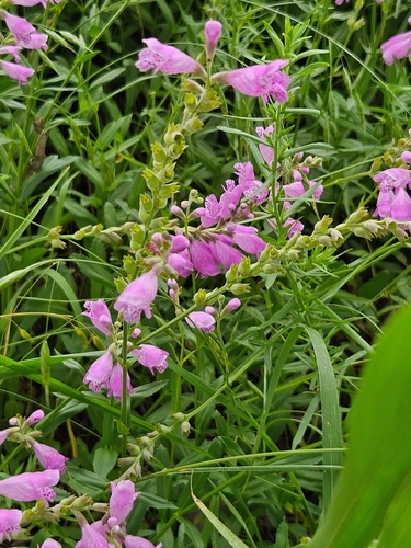 Beautiful False Dragon's Head (Physostegia pulchella)