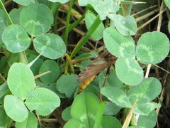 Asilus crabroniformis