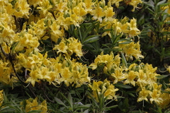 Rhododendron luteum