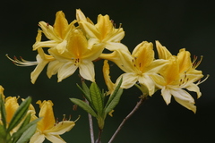 Rhododendron luteum