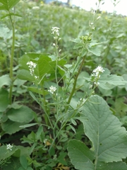 Lepidium sativum