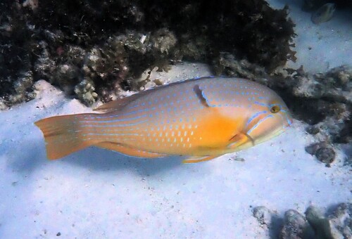 Bluespotted tuskfish (Choerodon cauteroma) — Labridae — 5