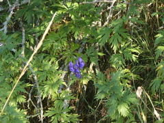 Aconitum variegatum
