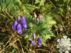 Aconitum variegatum