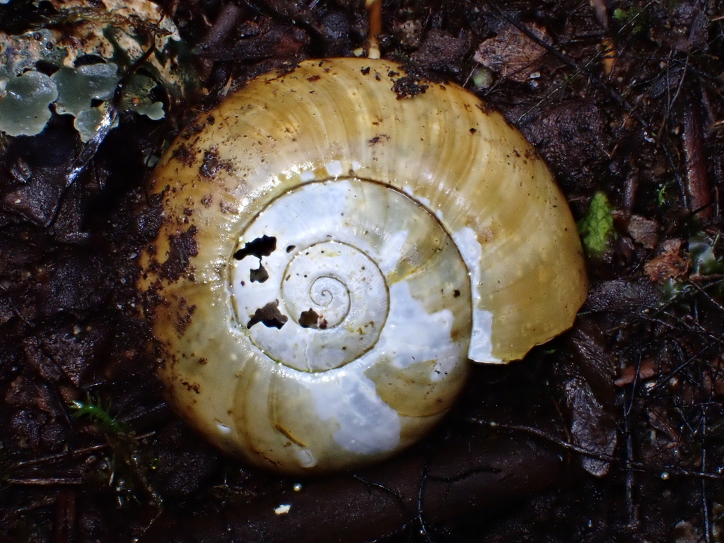 Austroselenites