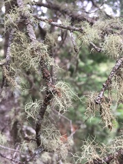 Usnea subgracilis