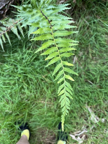 Asplenium polyodon observed 2025-05-18